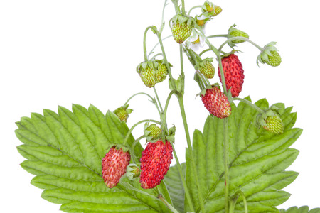 Strawberry bush with flowers and berriesの写真素材