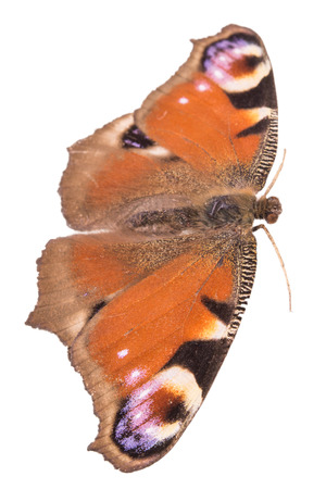 butterfly isolated on the whiteの写真素材