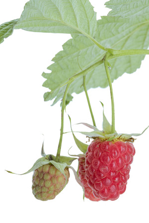 juicy raspberries on a white backgroundの写真素材