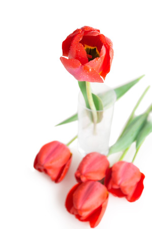 bouquet of red tulips with drops close-upの写真素材
