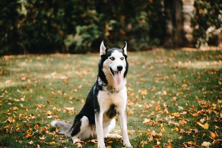 Siberian Husky sitting in autumn parkの写真素材