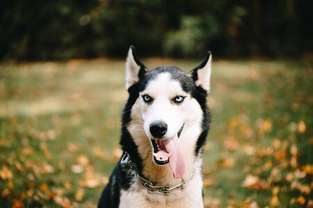 Siberian Husky closeup in autumn parkの写真素材