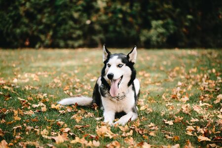 Siberian Husky is lying on the grass in the autumn parkの写真素材