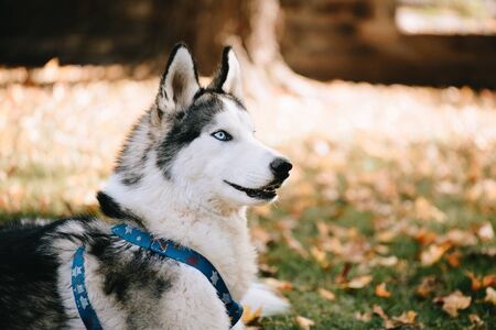 Siberian Husky is lying on the grass in the autumn parkの写真素材