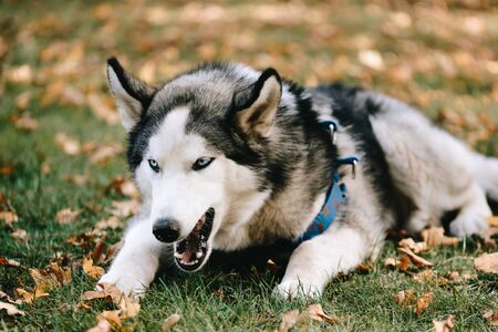 Siberian Husky lies and eats on the grass in the autumn parkの写真素材