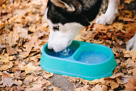 Siberian Husky drinks water from a blue plate in autumn parkの写真素材
