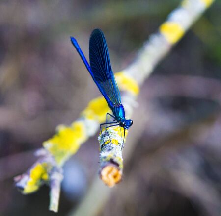 Blue Dragonfly