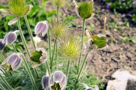 Unusual beautiful buds with long green stamensの写真素材