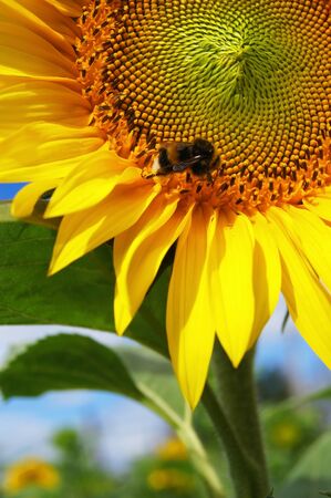 Big bumblebee on a beautiful flowering sunflowerの写真素材