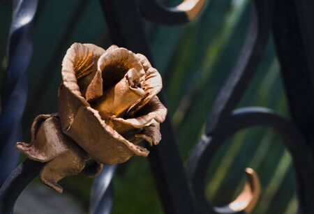 Decoration of a metal fence forged roseの写真素材
