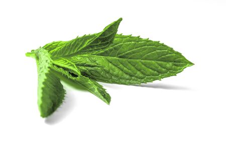 Mint leaf on white backgroundの写真素材