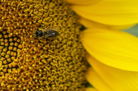 Bee collecting pollen on a sunflower