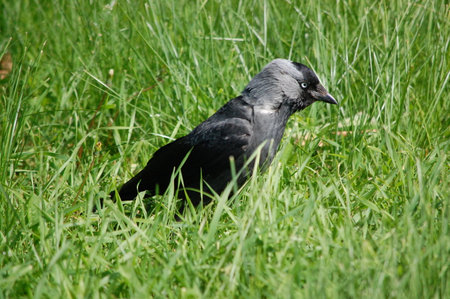 Jackdaw on the green grass