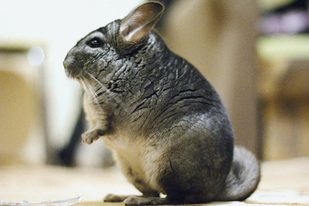 Gray cute chinchilla is sittingの写真素材