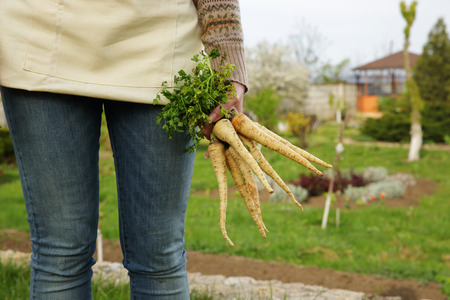 Midsection of woman holding bunch of freshly harvested vegetables in gardenの写真素材