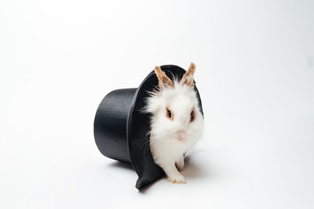 Rabbit in a hat isolated on a white backgroundの写真素材