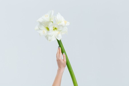 Female hand holding flowers isolated on a white backgroundの写真素材