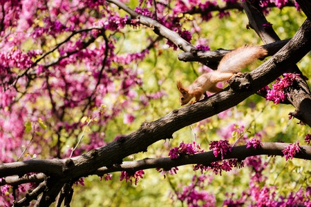 Cute red squirrel on the blooming tree with pink flowers in sunny day