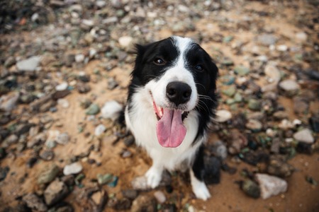 Top view of cute dog sitting and looking at camera outdoorsの写真素材