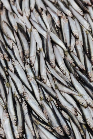 Close-up view of a heap of fresh spratsの写真素材