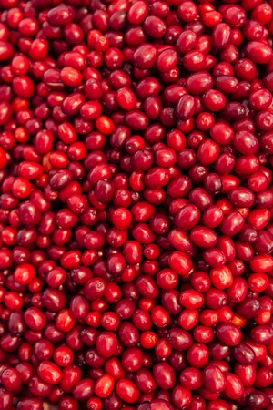 Close-up view of a heap of fresh juicy dogwoodの写真素材