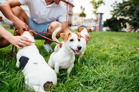 Cropped image of a couple walking their dogs in a city parkの写真素材