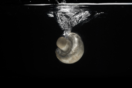 White fresh mushroom dropped into water isolated on black backgroundの写真素材