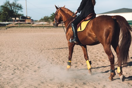Cropped image of young lady sitting on her horse.の写真素材