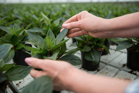 Cropped picture of mature woman standing in greenhouse near plantsの写真素材