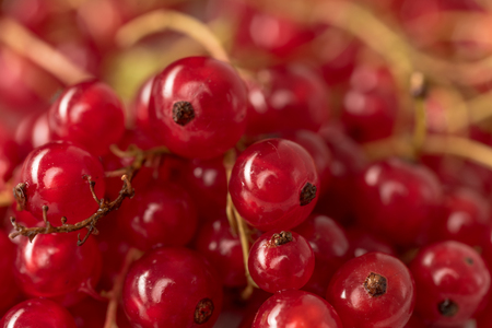 Picture of Red currant berries close up. Macro.の写真素材