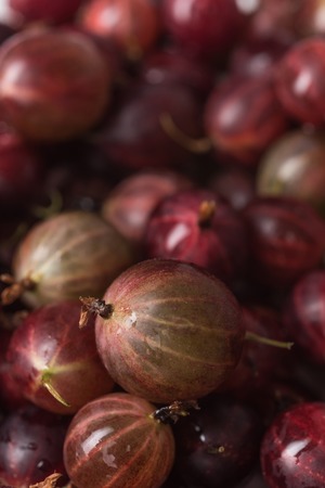 Closeup picture of the gooseberry. Natural background. Macro.の写真素材