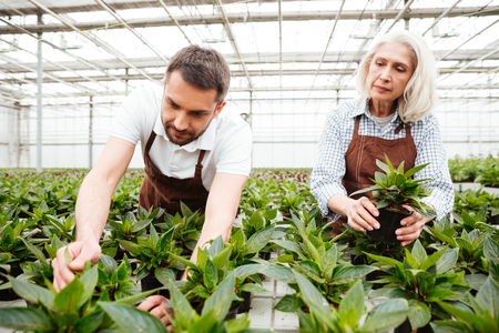 Concentrated workers, mature woman and smiling man, looking and touching plants in greenhouseの写真素材
