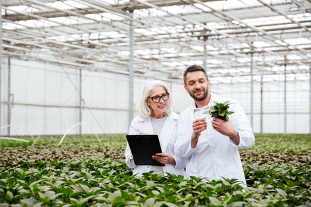 Cheerful workers, mature woman and smiling man, looking and touching plants in greenhouseの写真素材