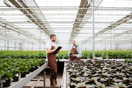 Gardeners, man amd mature woman, talking about plants in greenhouseの写真素材