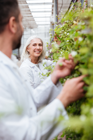 Portrait of happy mature woman gardener looking at her male colleague near plants in greenhouseの写真素材