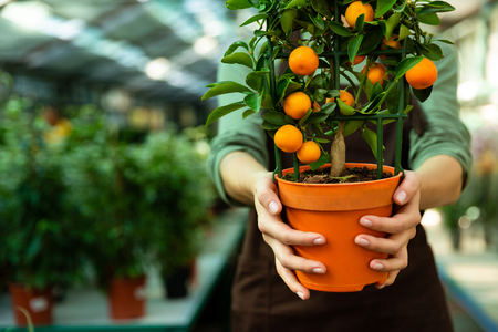 Cropped image of young woman gardener 20s wearing apron holding orange tree while working in greenhouseの写真素材