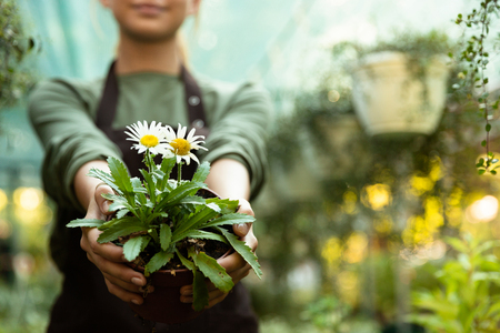 Cropped photo of a woman gardener holding plant in greenhouse.の写真素材