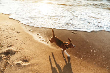 Photo of small dog with collar running along seashore in the morningの写真素材