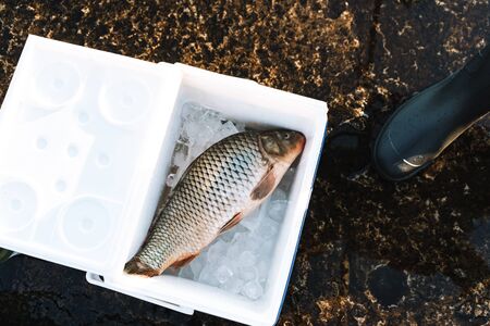 Close up of a fisherman putting caught fish in the coolerの写真素材