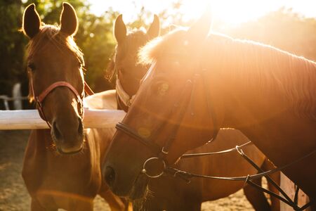 Close up of three brown horses at the horse yard in sunlightの写真素材