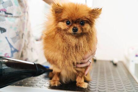 Image of female pet hairdresser grooming small pomeranian spitz in dog salon using professional equipmentの写真素材