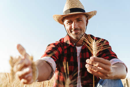 Image of pleased unshaven adult man in straw hat examining harvest at cereal fieldの写真素材