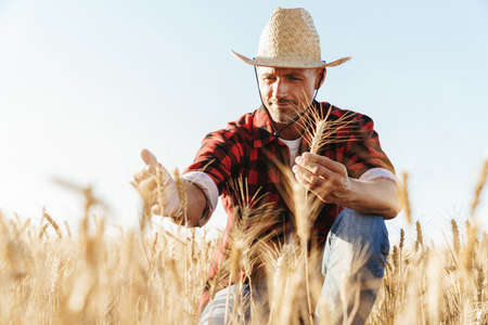 Image of focused unshaven adult man in straw hat examining harvest at cereal fieldの写真素材