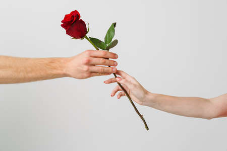 Two hands with red rose isolated over white backgroundの写真素材