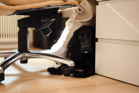 Black spaniel dog laying at her owners feet under the chair indoors