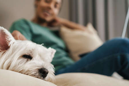 Happy black woman stroking her dog while using laptop on sofa at homeの写真素材