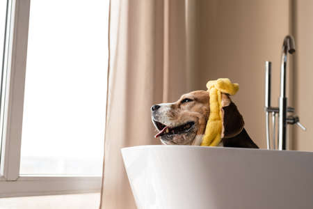Beagle puppy dog taking a bath, sitting in bathtub indoorsの写真素材