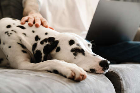 Close up of a man using laptop on his lap while sitting with his dog on a couch at homeの写真素材