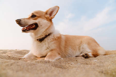 Photo of corgi playing in sand at beach outdoorsの写真素材