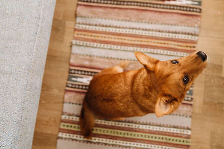Ginger dog looking upward while sitting on carpet at homeの写真素材